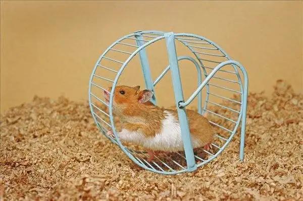 what?运动的好处还能“传”给下一代?