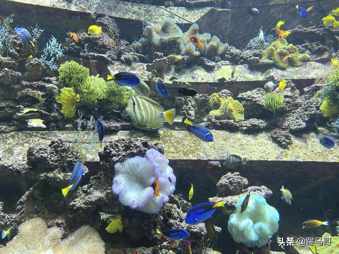 三亚避雷防坑攻略,三亚亲子游攻略亚特兰蒂斯