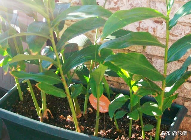 姜山水培方法,姜山盆景种植