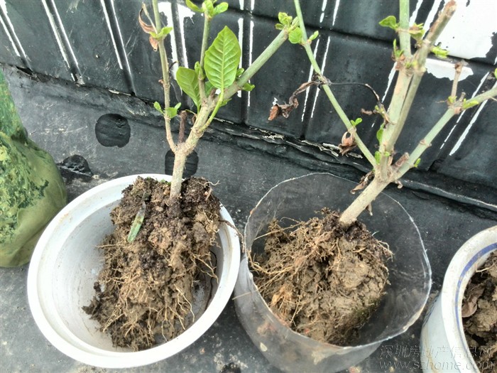 如何才能把栀子花养好,如何才可以把栀子花养好