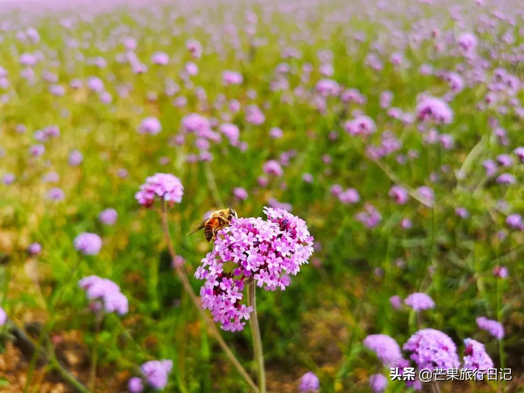 暑假想去不热的旅游胜地,暑假的时候宁夏适合去哪里玩