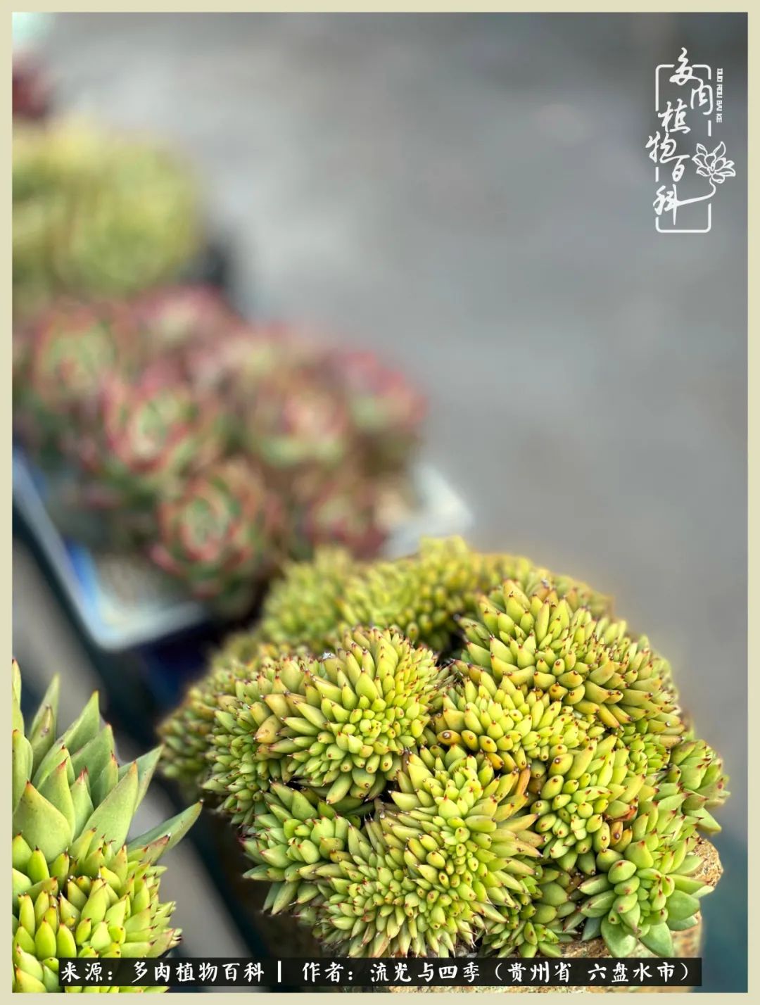 国庆假期你快乐吗?来,凉都美肉与你相伴一一小乌木的霸气东云