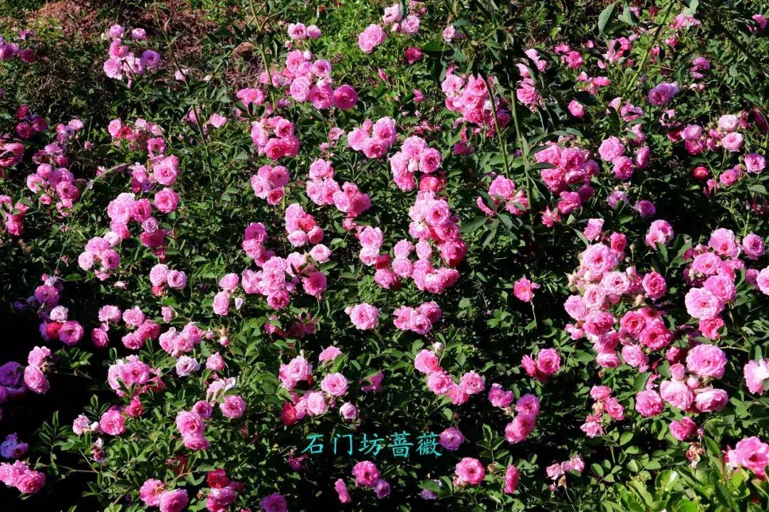 临朐石门坊风景区介绍视频,临朐石门坊风景区海拔