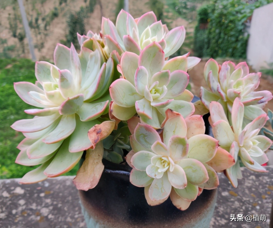 多肉遭虫害,多肉被鸟儿吃了怎么办