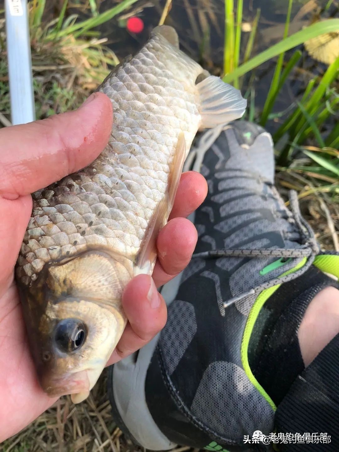 单开红虫,单开红虫拉饵