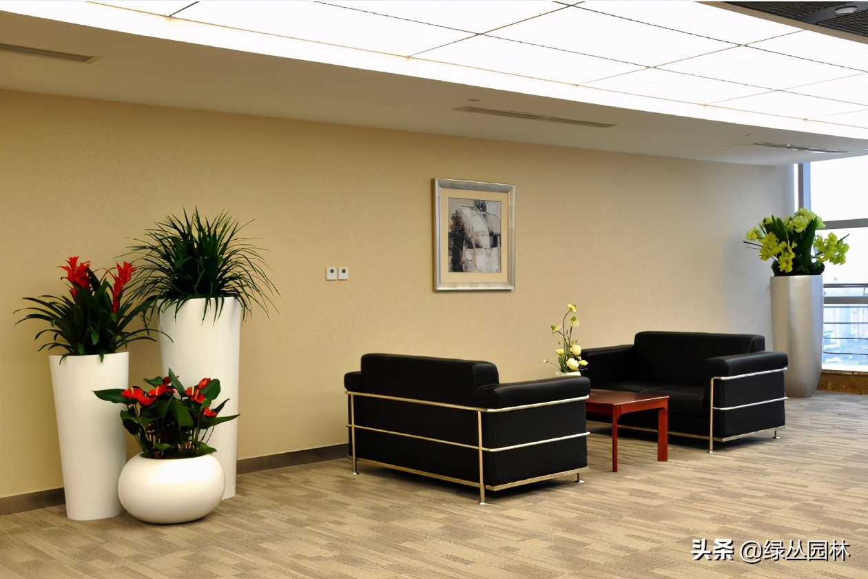 武汉绿植租摆招标,武汉绿植租摆