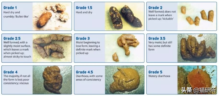 猫咪便秘快速通便10秒见效,怎么解决猫咪便秘