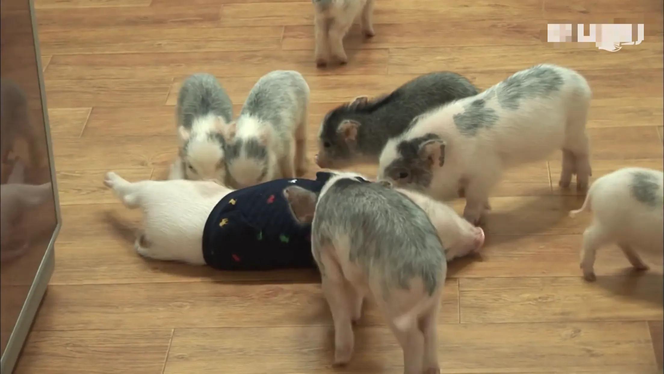 小猪的智商高达多少 (韩国最聪明的小猪)