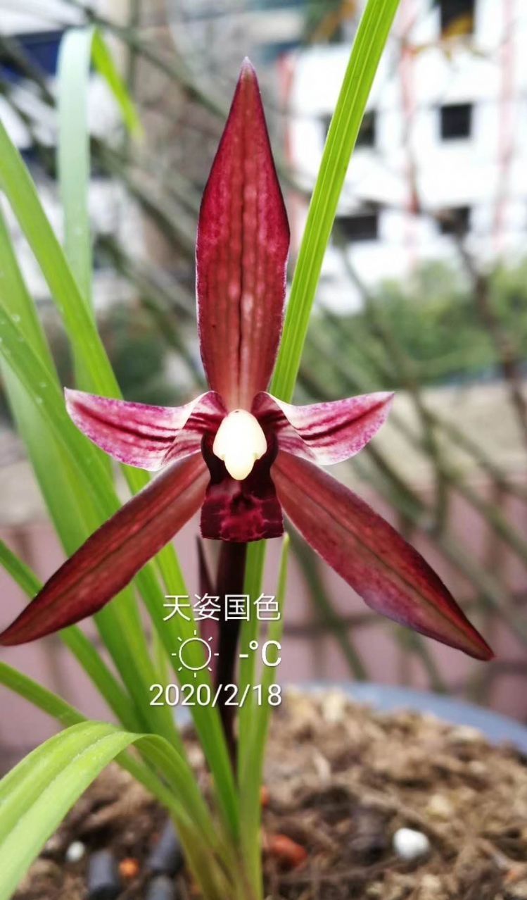 四川与贵州交界之地下山的一颗春兰红素三星,后来成为传世极品