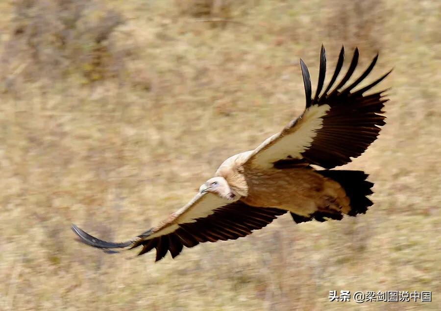 禁止野生动物保护环境人人有责,保护生态环境禁止野生动物上餐桌