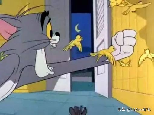 养猫就是抓老鼠吗,还有多少人养猫是为了抓老鼠的