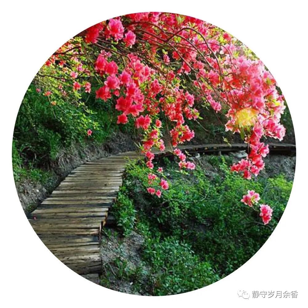 情满龟峰·诗涌花海