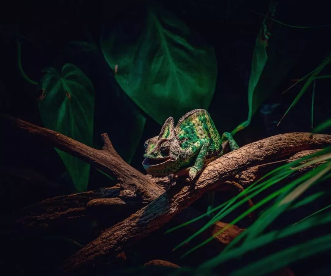 迪拜自由行攻略及小tips,去迪拜旅游前的准备攻略