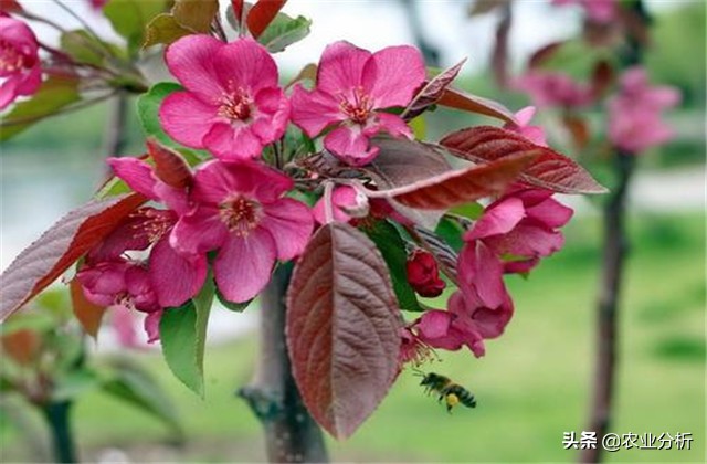 四季海棠种植方法,玫红四季海棠扦插种植