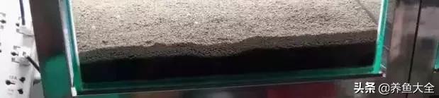 虾爆缸怎么办,极火虾怎么快速爆缸