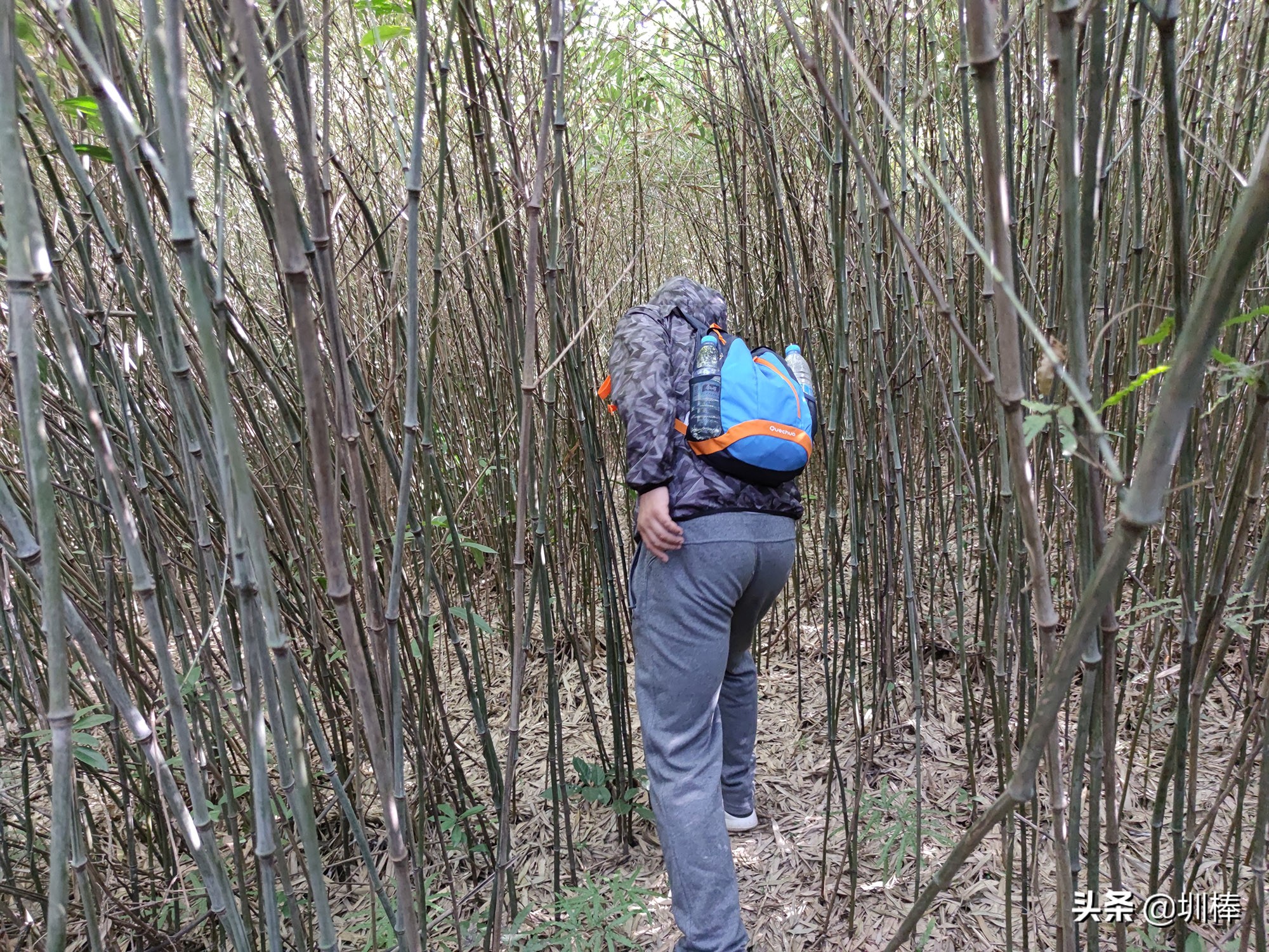 爬深圳山,爬深圳莲花山公园
