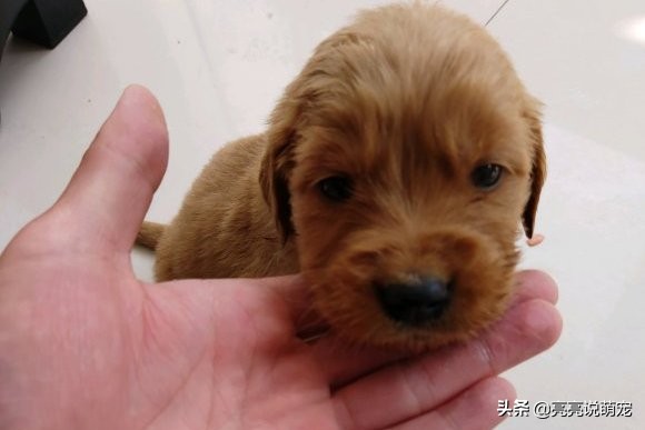 金毛每天都无精打采的怎么办,金毛在家无精打采的表现