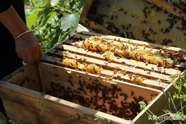 大山深处坚守42年养蜂人,金寨土蜜蜂养殖