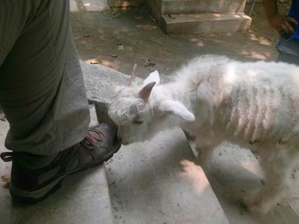 中国的核桃到底去哪里了,中国十大核桃之乡排名一览表