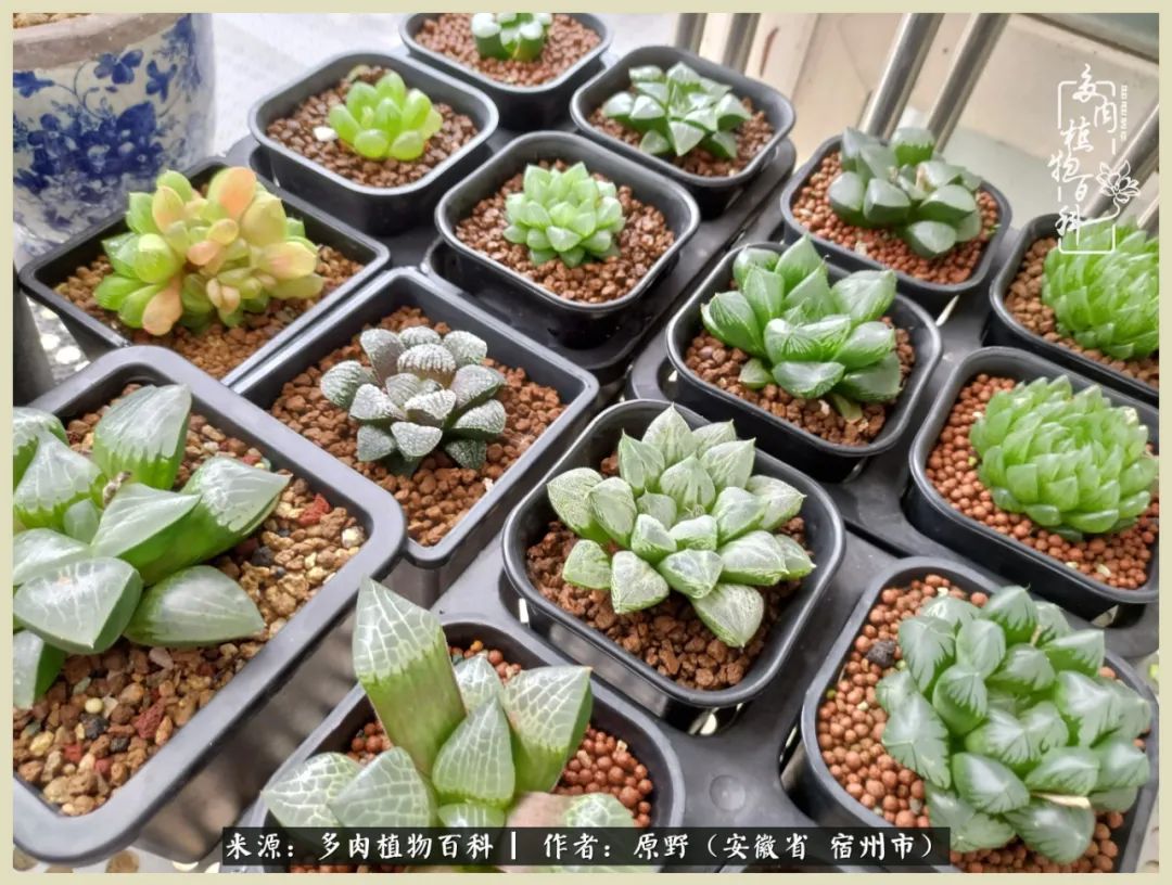 梅雨袭，酷暑至，多肉进入历劫季