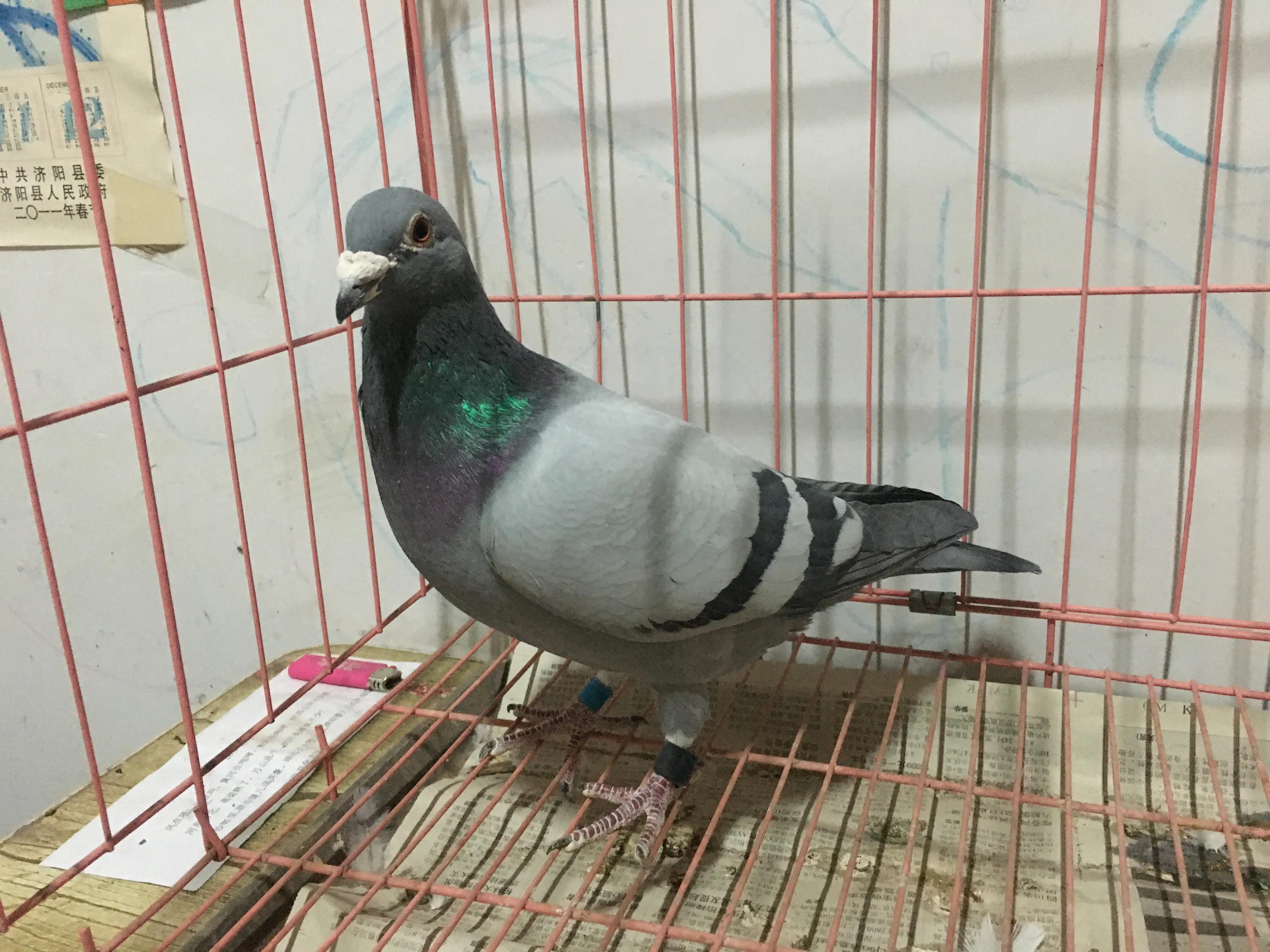 2021年公棚迟归鸽多少钱一只,公棚迟归鸽怎么配