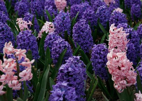 风信子发霉怎么快速消除,风信子根部发霉还能用啥补救