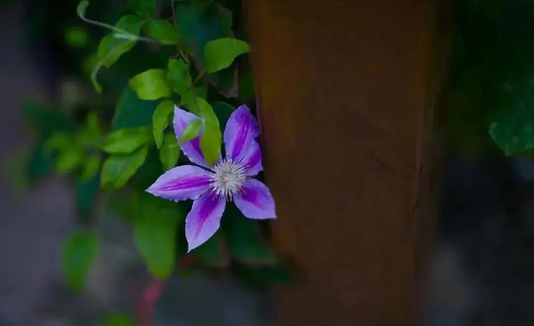 惊艳千年的四十句诗,这些诗句超美却很冷门鲜有人知