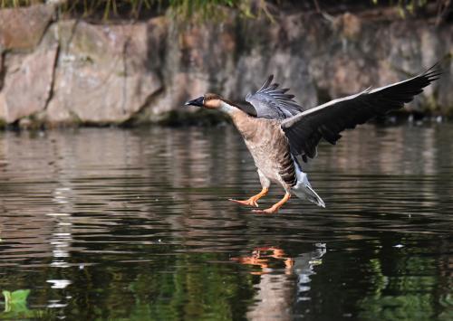 大雁的养殖前景浅谈,大雁养殖利润与前景