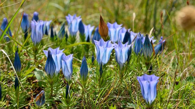 神农本草经中的药材图片,神农本草经高清彩图
