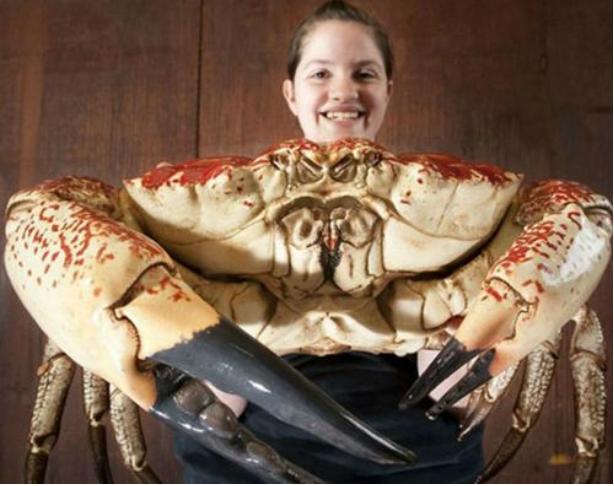 世界五大顶级海鲜,全球奢侈海鲜象拔蚌