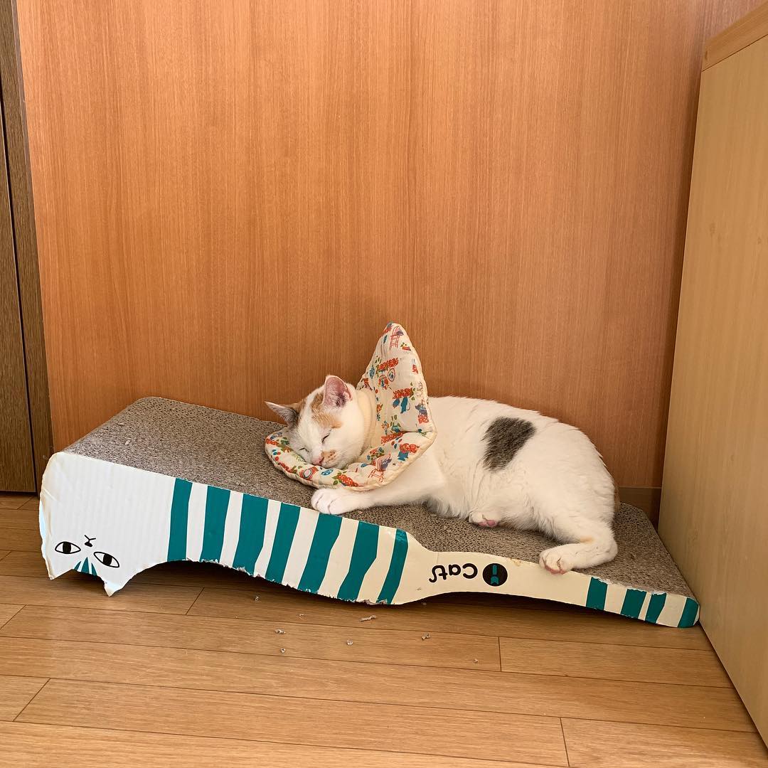 猫咪出现严重应激反应怎么治疗,猫咪出现厌食症状