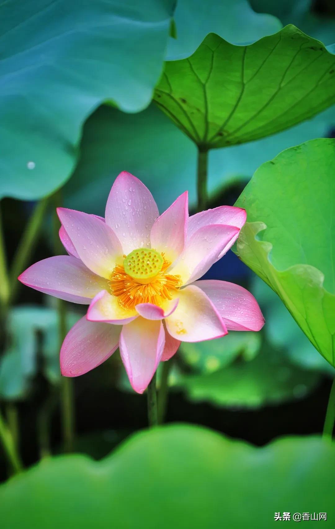 珠海鲜为人知的一面,珠海有名的花园