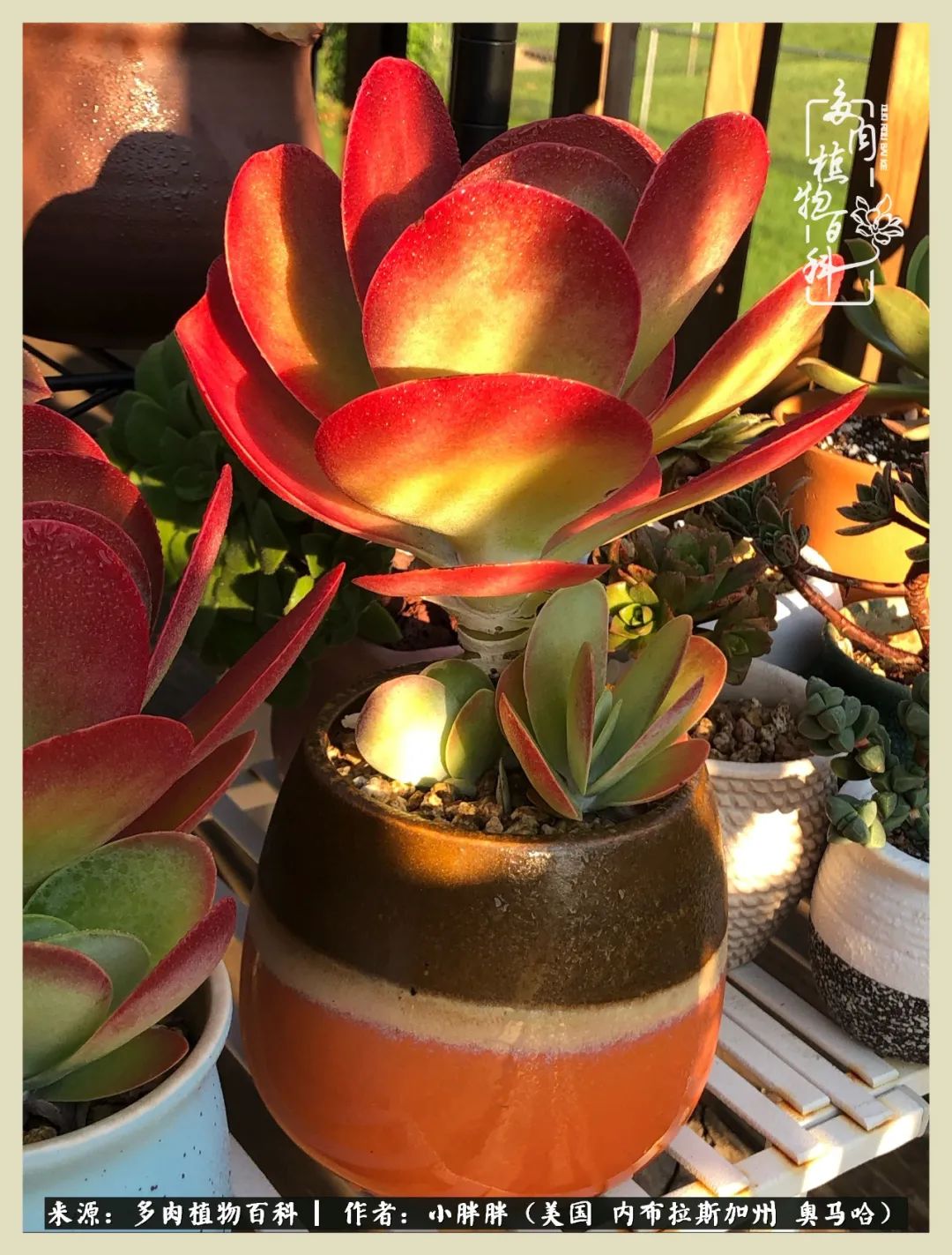 多肉小白入坑攻略,多肉小白2个月成功入坑