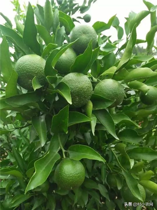 柑橘树迟迟不发芽,柑橘树开花不挂果