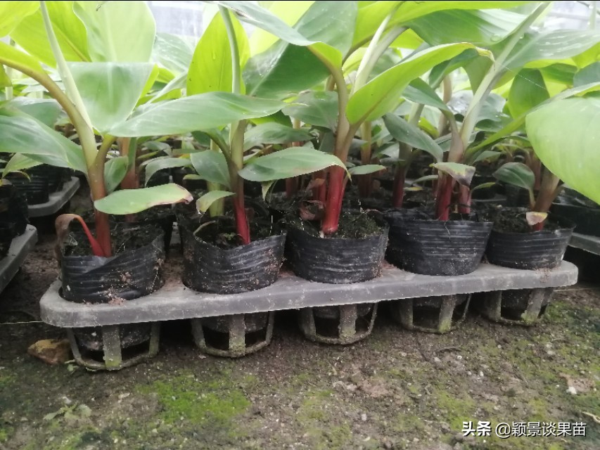 广西平果香蕉苗,香蕉苗品种图片大全