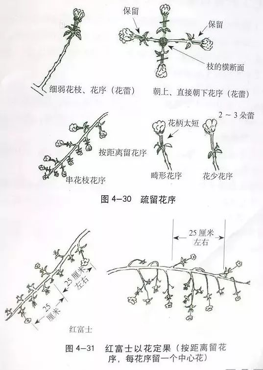 苹果树傻瓜式修剪技术详解,桃树傻瓜式修剪技术