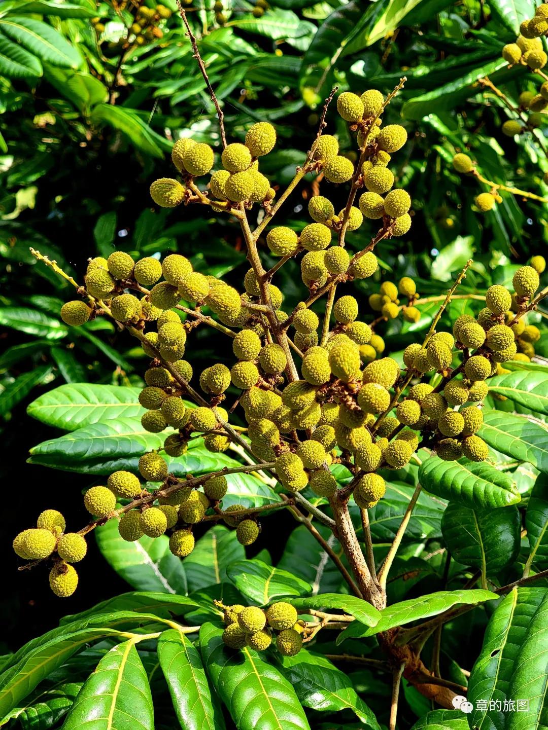 安溪野狼谷风景区,安溪野狼谷徒步