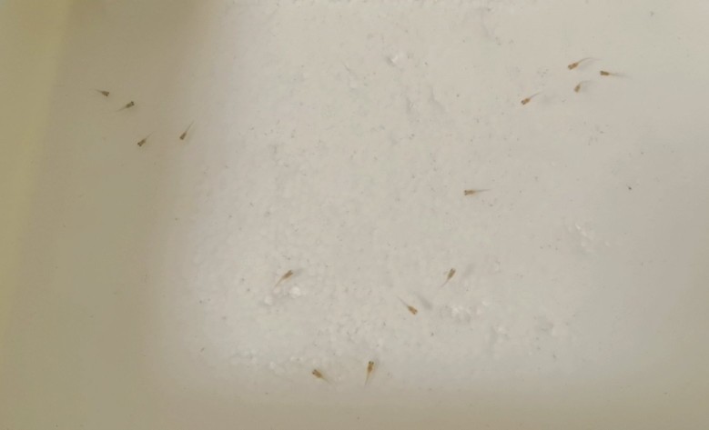 浅水缸养睡莲和鱼的方法,过滤陶缸养殖睡莲