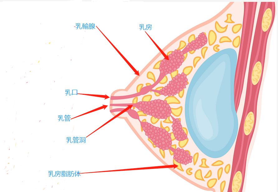 经常乳腺炎该给孩子断奶吗,得了乳腺炎还要喂宝宝吗