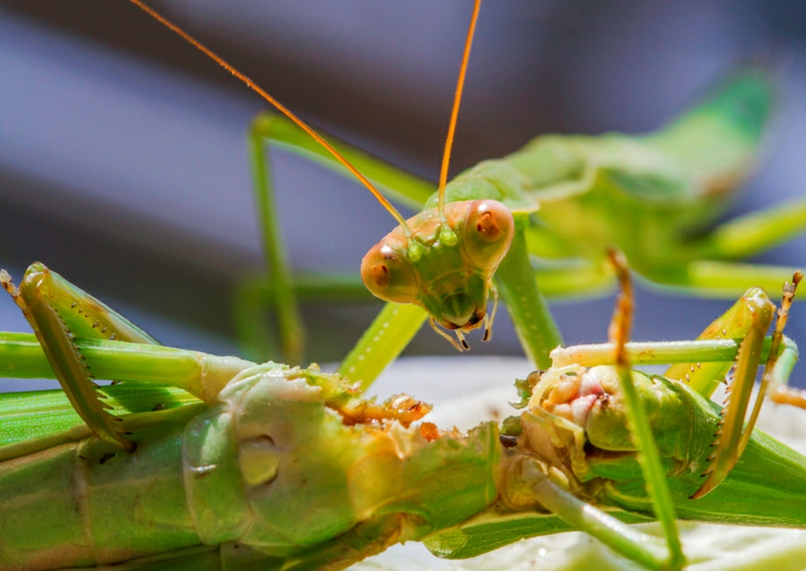 30个关于动物的冷知识,关于动物的冷知识50字