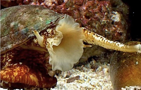 大千世界追寻神秘生物,大千世界昆虫