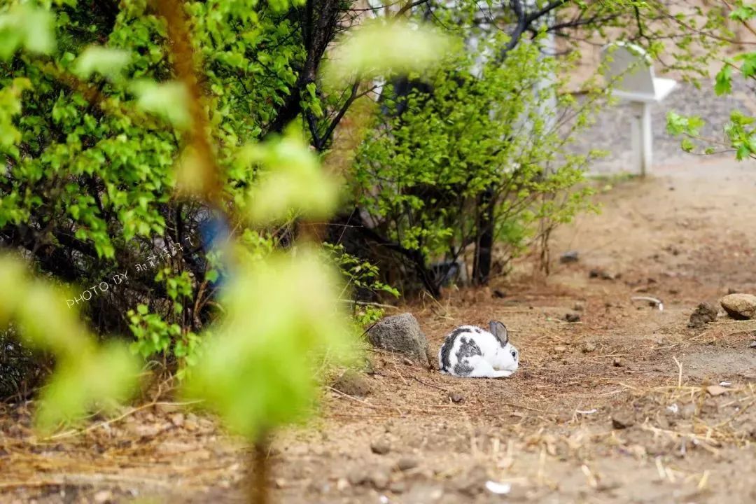 京郊童话树屋,京郊最美童话树屋