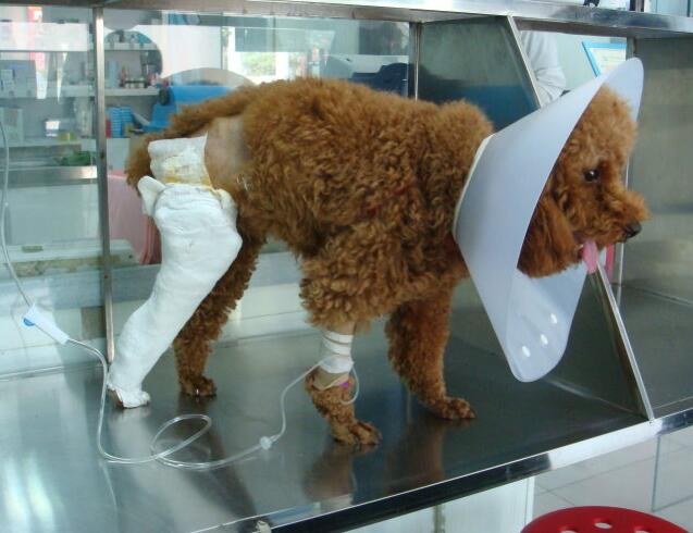 泰迪狗开始长白毛怎么回事,泰迪狗长出白毛怎么回事