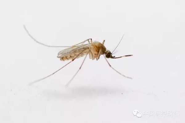 夏天为什么总被蚊子叮,为什么夏天被蚊子咬了冬天还痒