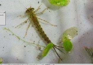 新手养鱼推荐混养品种,新手养鱼入门鱼种混养