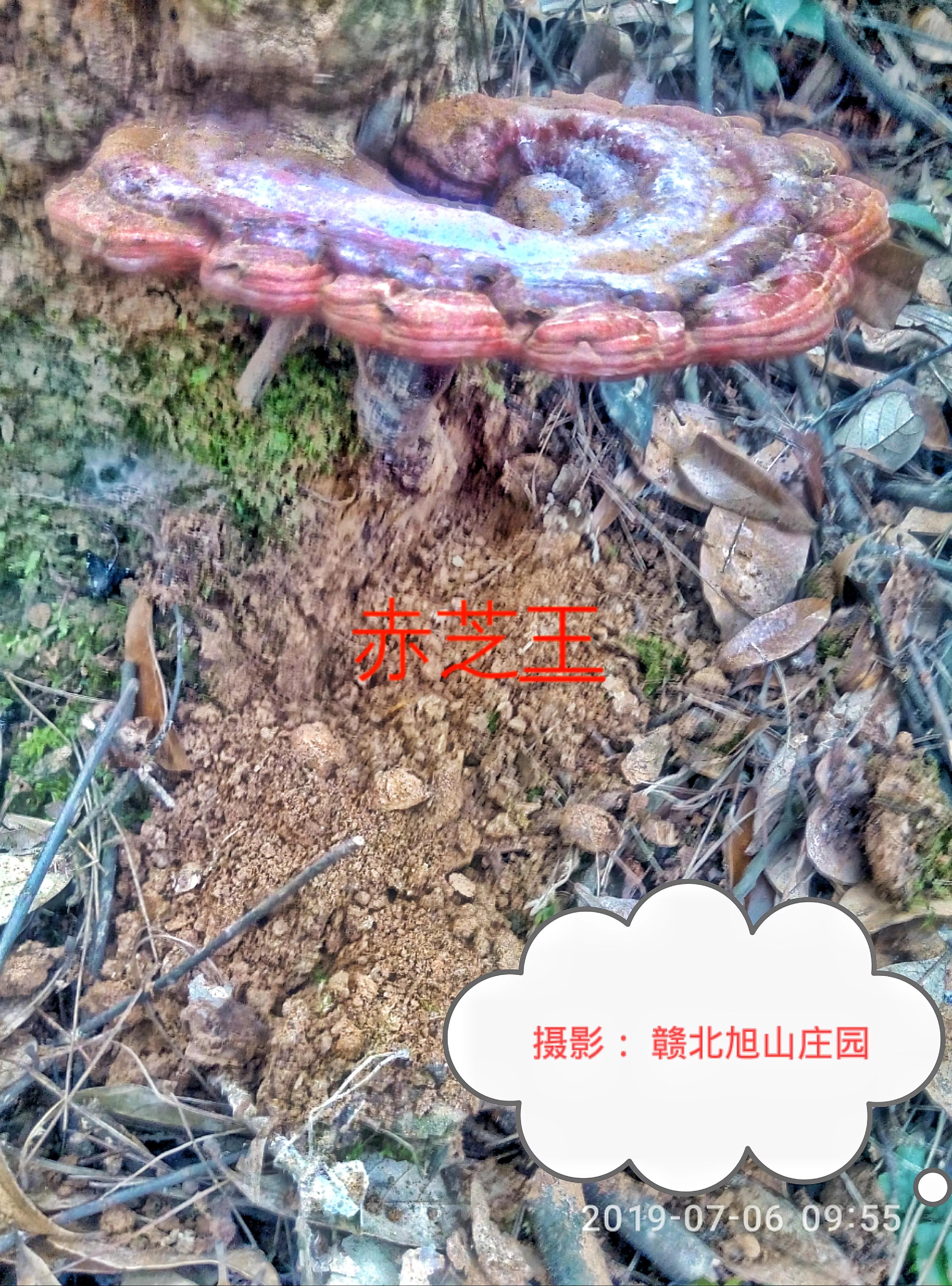 江西省赣北旭山庄园,灵芝旭山庄园