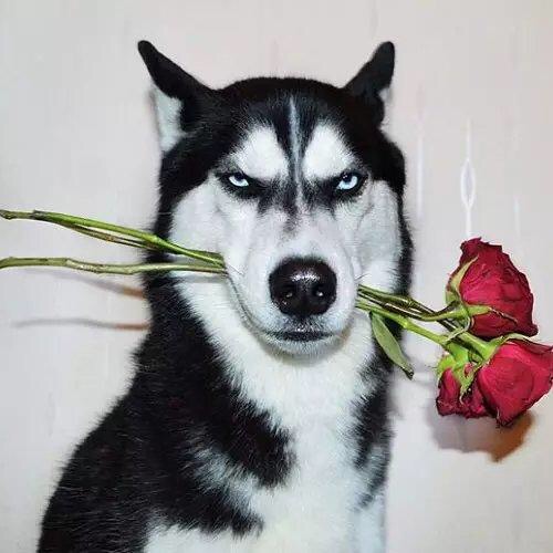 单身太久会变成单身狗,单身久了变狗