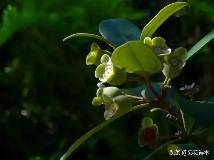 桃金娘的正确使用方法,桃金娘1月份怎么养