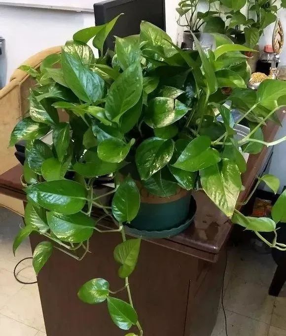 6种“垃圾”不要扔，装水瓶里泡一泡，肥的流油，养花一级棒