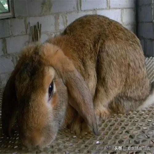 没有本钱搞哪些养殖业最好了,目前农村搞什么养殖业最好赚钱